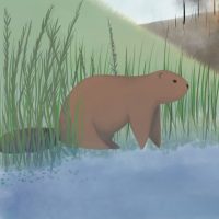 About Beaver Innovations – Beaver Innovations